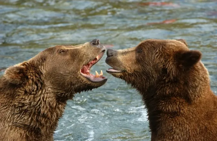 Framed Print : Brown Bear (Ursus arctos) Two growling at each other in river - Alaska, U. S. A Framed Print : Brown Bear (Ursus arctos) Two growling at each other in river - Alaska, U. S. A