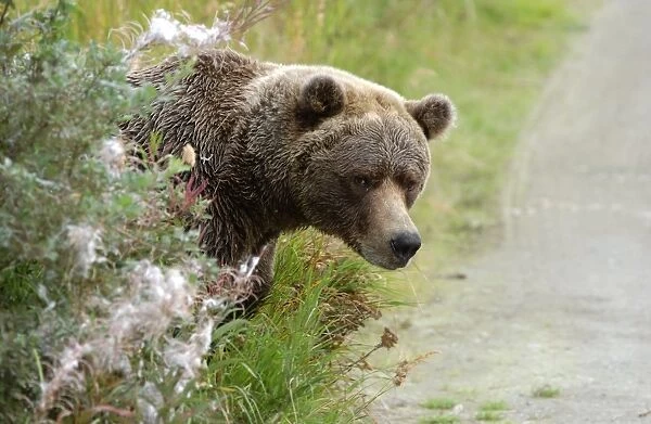 Brown Bear (Ursus arctos) Looking out from behind bush - Alaska, U. S. A