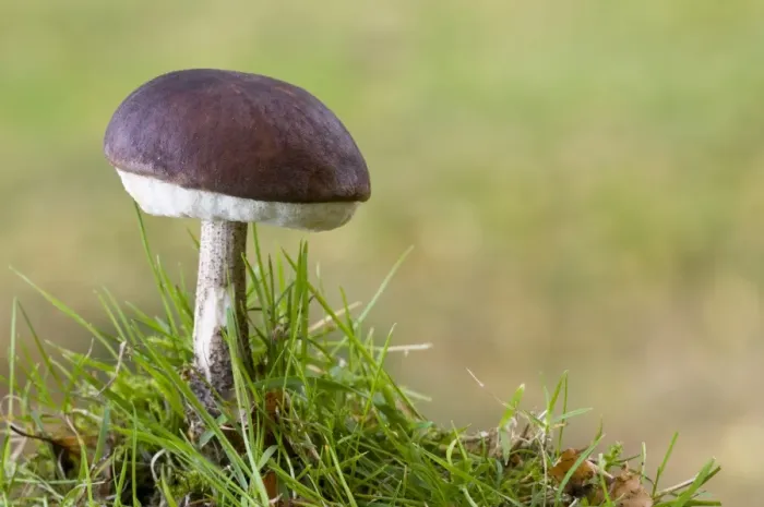 Framed Print : Brown Birch Bolete (Leccinum scabrum) fruiting body, growing in grass, Basingstoke, Hampshire, England, november Framed Print : Brown Birch Bolete (Leccinum scabrum) fruiting body, growing in grass, Basingstoke, Hampshire, England, november