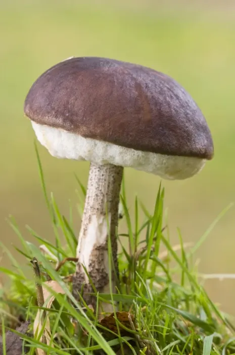 Framed Print : Brown Birch Bolete (Leccinum scabrum) fruiting body, growing in grass, Basingstoke, Hampshire, England, november Framed Print : Brown Birch Bolete (Leccinum scabrum) fruiting body, growing in grass, Basingstoke, Hampshire, England, november