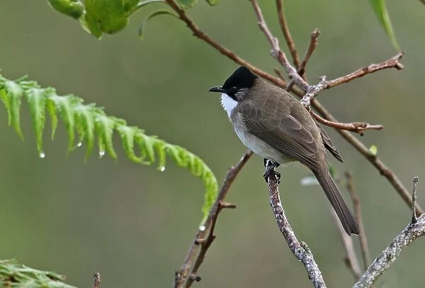 Brown-breasted Bulbul (Pycnonotus xanthorrhous) adult, perched on twig, Doi Ang Khang, Chiang Mai Province, Thailand