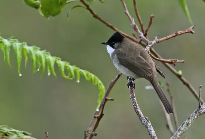 Framed Print : Brown-breasted Bulbul (Pycnonotus xanthorrhous) adult, perched on twig, Doi Ang Khang, Chiang Mai Province, Thailand Framed Print : Brown-breasted Bulbul (Pycnonotus xanthorrhous) adult, perched on twig, Doi Ang Khang, Chiang Mai Province, Thailand