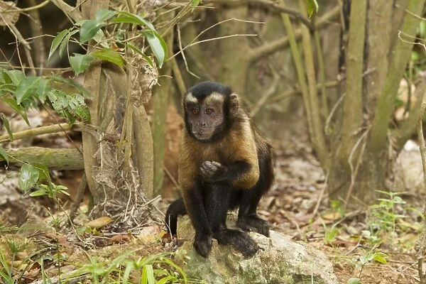 Brown Capuchin (Cebus apella) adult, feeding on rainforest floor, Devils Island, Iles du Salut, French Guiana, March