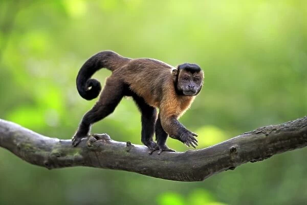 Brown Capuchin (Cebus apella) adult, walking along branch (captive)