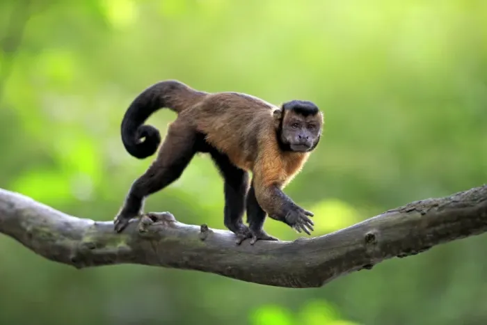 Framed Print : Brown Capuchin (Cebus apella) adult, walking along branch (captive) Framed Print : Brown Capuchin (Cebus apella) adult, walking along branch (captive)