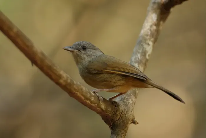 Framed Print : Brown-cheeked Fulvetta (Alcippe poioicephala) adult, perched on twig, Kaeng Krachan N. P. Thailand, february Framed Print : Brown-cheeked Fulvetta (Alcippe poioicephala) adult, perched on twig, Kaeng Krachan N. P. Thailand, february