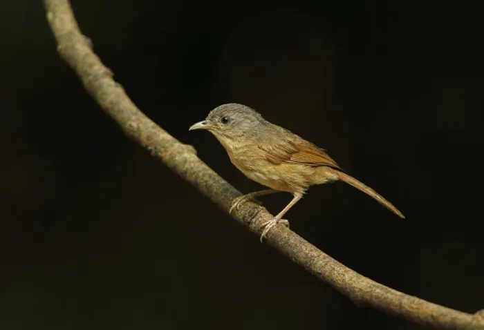 Framed Print : Brown-cheeked Fulvetta (Alcippe poioicephala) adult, perched on twig, near Kaeng Krachan, Thailand, May Framed Print : Brown-cheeked Fulvetta (Alcippe poioicephala) adult, perched on twig, near Kaeng Krachan, Thailand, May