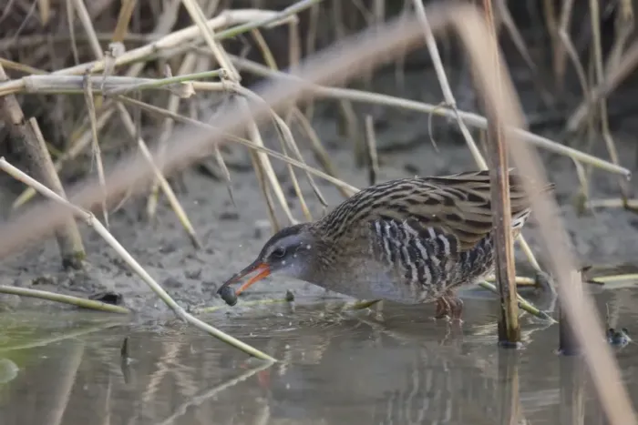 Framed Print : Brown-cheeked Rail (Rallus indicus) adult, feeding on aquatic snail, standing in shallow water, Long Valley Framed Print : Brown-cheeked Rail (Rallus indicus) adult, feeding on aquatic snail, standing in shallow water, Long Valley