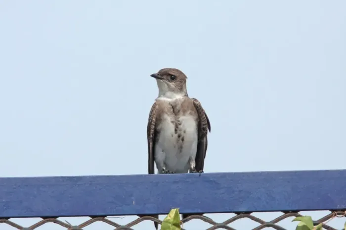 Framed Print : Brown-chested Martin (Phaeoprogne tapera) adult, perched, Vicente Lopez, Buenos Aires Province, Argentina, november