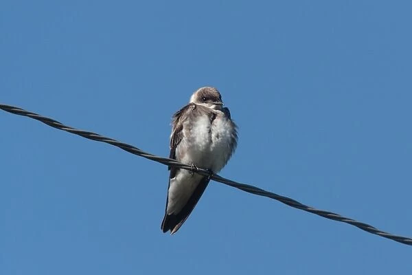 Brown-chested Martin (Phaeoprogne tapera) adult, perched on overhead wire, Colonia Carlos Pellegrini, Corrientes, Argentina, november