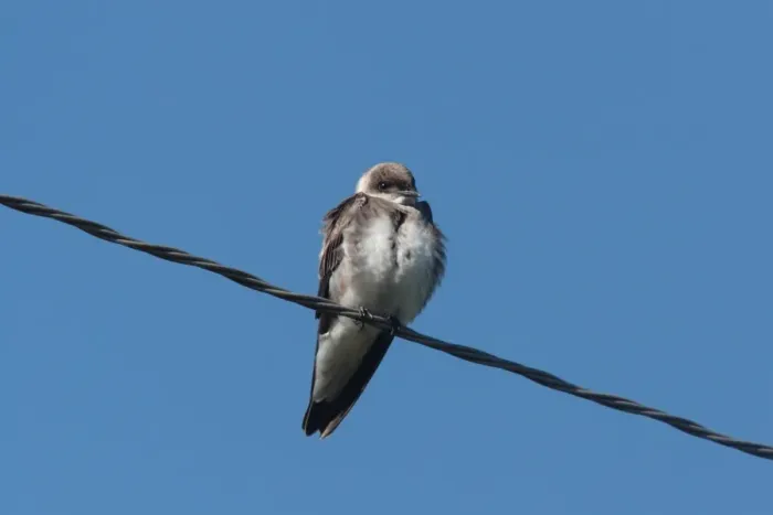 Framed Print : Brown-chested Martin (Phaeoprogne tapera) adult, perched on overhead wire, Colonia Carlos Pellegrini, Corrientes, Argentina, november