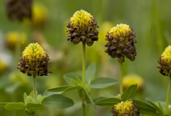 Framed Print : Brown Clover (Trifolium badium) flowering, growing in old hay meadow, Swiss Alps, Switzerland, june