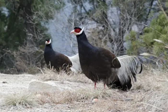 Framed Print : Brown Eared-pheasant (Crossoptilon mantchuricum) two adults, standing, near Xuanzhong Temple, Jiaocheng Framed Print : Brown Eared-pheasant (Crossoptilon mantchuricum) two adults, standing, near Xuanzhong Temple, Jiaocheng