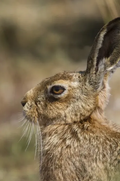 Framed Print : Brown Hare Framed Print : Brown Hare