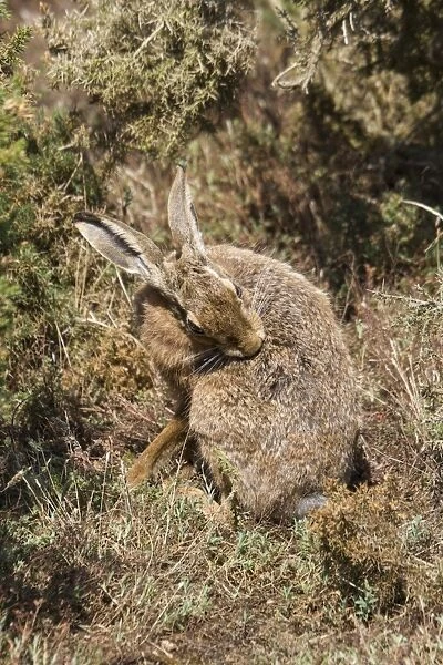Brown Hare grooming