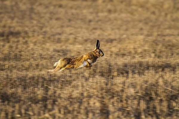 Brown Hare running over stubble field