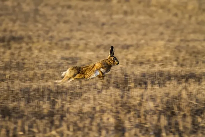 Framed Print : Brown Hare running over stubble field Framed Print : Brown Hare running over stubble field