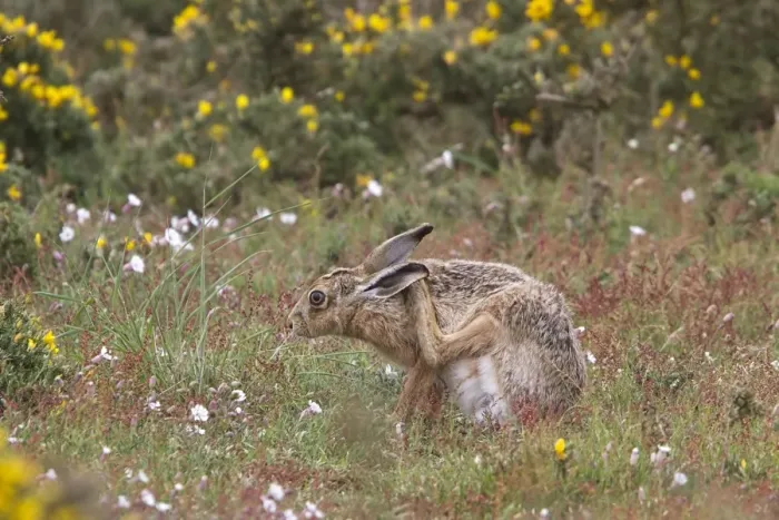 Framed Print : Brown Hare scratching