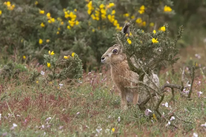 Framed Print : Brown Hare watching from Gorse bush. Havergate Island Suffolk Framed Print : Brown Hare watching from Gorse bush. Havergate Island Suffolk