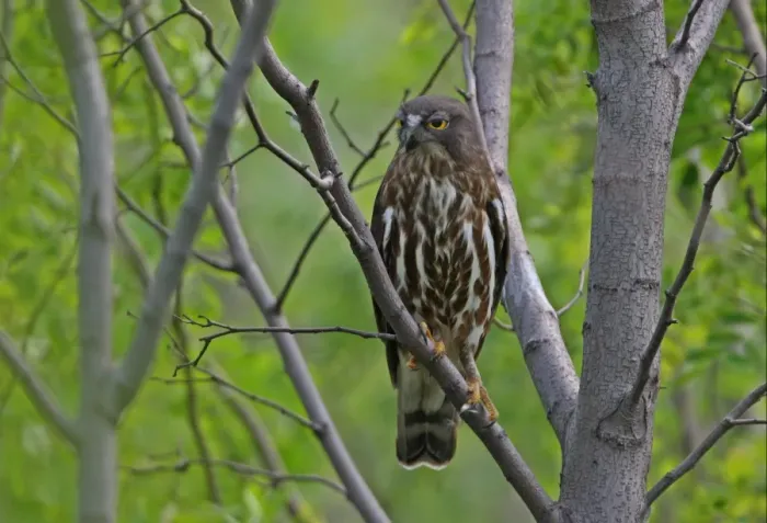Framed Print : Brown Hawk-owl (Ninox scutulata florensis) adult, perched on branch, Hebei, China, may Framed Print : Brown Hawk-owl (Ninox scutulata florensis) adult, perched on branch, Hebei, China, may