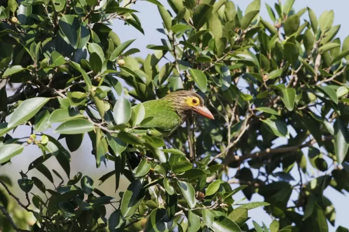Framed Print : Brown-headed Barbet (Megalaima zeylanica) adult, perched in tree, Polonnaruwa, Sri Lanka, February Framed Print : Brown-headed Barbet (Megalaima zeylanica) adult, perched in tree, Polonnaruwa, Sri Lanka, February