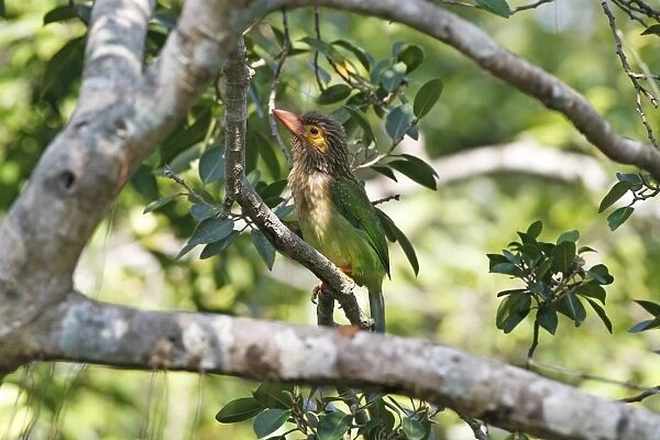 Brown-headed Barbet (Megalaima zeylanica) adult, perched in tree, Polonnaruwa, Sri Lanka, February