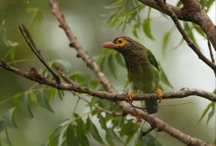 Framed Print : Brown-headed Barbet (Megalaima zeylanica) adult, perched on branch, Sri Lanka, december Framed Print : Brown-headed Barbet (Megalaima zeylanica) adult, perched on branch, Sri Lanka, december