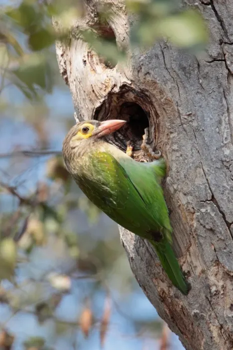 Framed Print : Brown-headed Barbet (Megalaima zeylanica) adult, at nesthole in tree trunk, Chambal River, Uttar Pradesh, India, january