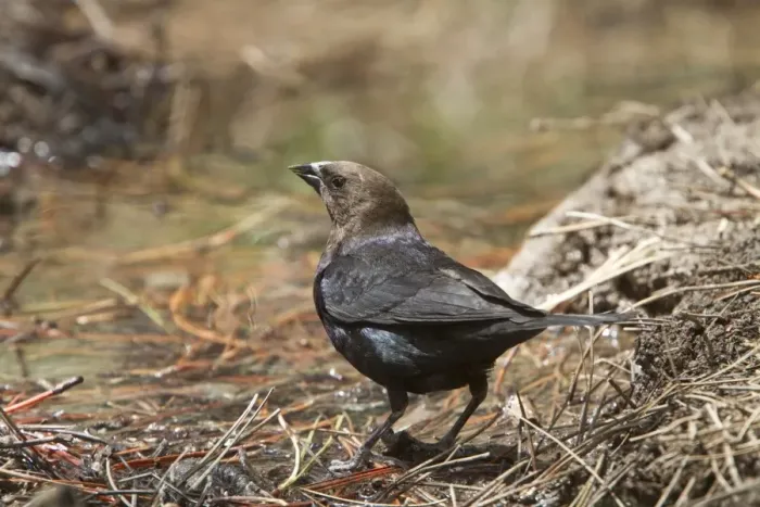 Framed Print : Brown Headed Cowbird at drinking pool. Utah USA
