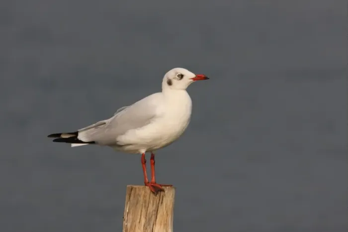 Framed Print : Brown-headed Gull (Larus brunnicephalus) adult, winter plumage, standing on post, Thailand, february Framed Print : Brown-headed Gull (Larus brunnicephalus) adult, winter plumage, standing on post, Thailand, february