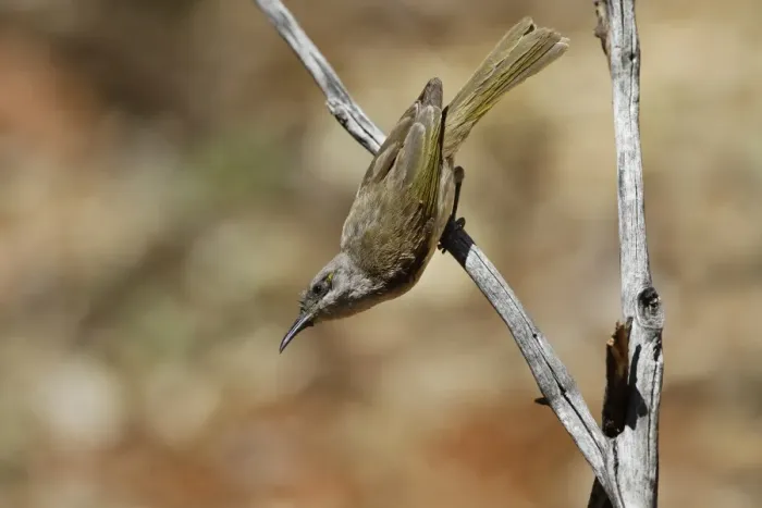 Framed Print : Brown Honeyeater (Lichmera indistincta) adult, perched on twig, Red Centre, Northern Territory, Australia, September Framed Print : Brown Honeyeater (Lichmera indistincta) adult, perched on twig, Red Centre, Northern Territory, Australia, September