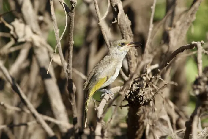 Framed Print : Brown Honeyeater (Lichmera indistincta) adult male, singing, perched in bush, Kakadu N. P. Northern Territory, Australia