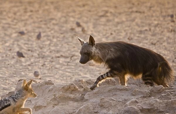Brown Hyena (Hyaena brunnea) and Black-backed Jackal (Canis mesomelas) adults, interacting at waterhole