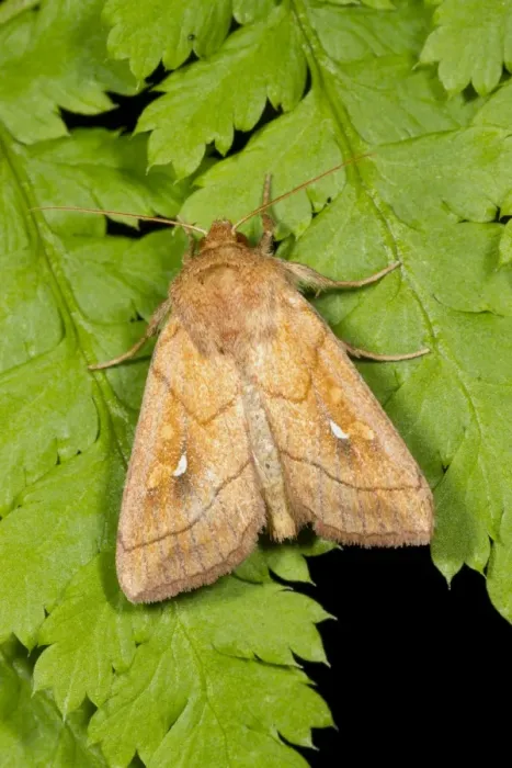 Framed Print : Brown-line Bright-eye (Mythimna conigera) adult, resting on fern leaves, Powys, Wales, July