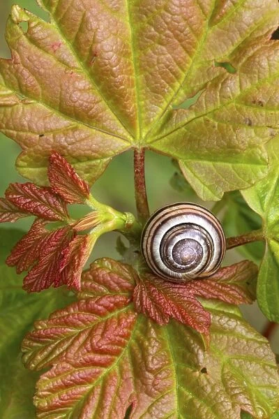 Brown-lipped Grove Snail (Cepaea nemoralis) adult, resting on Sycamore (Acer pseudoplatanus) sapling leaves