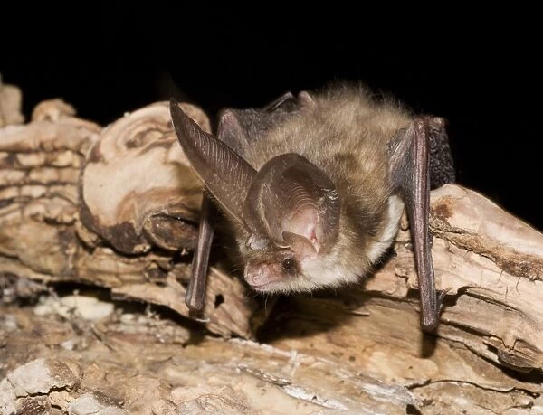 Brown Long-eared Bat (Plecotus auritus) adult, resting on branch, Sussex, England