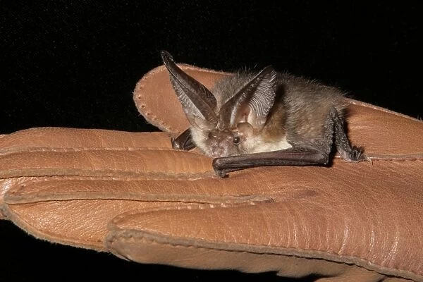 Brown Long-eared Bat (Plecotus auritus) adult, held in gloved hand pending examination, Sussex, England, February
