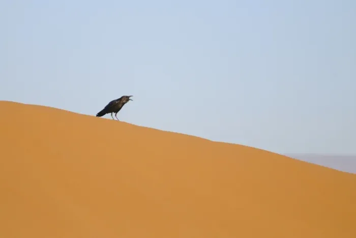 Framed Print : Brown-necked Raven (Corvus ruficollis) adult, calling, standing on desert sand dune, Sahara, Morocco, january Framed Print : Brown-necked Raven (Corvus ruficollis) adult, calling, standing on desert sand dune, Sahara, Morocco, january