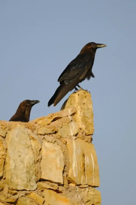 Framed Print : Brown-necked Raven (Corvus ruficollis) two adults, perched on wall in desert, Socotra, Yemen, march Framed Print : Brown-necked Raven (Corvus ruficollis) two adults, perched on wall in desert, Socotra, Yemen, march