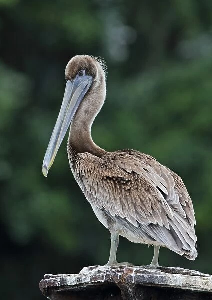 Brown Pelican (Pelecanus occidentalis occidentalis) juvenile, standing on metal post, Los Haitises N. P