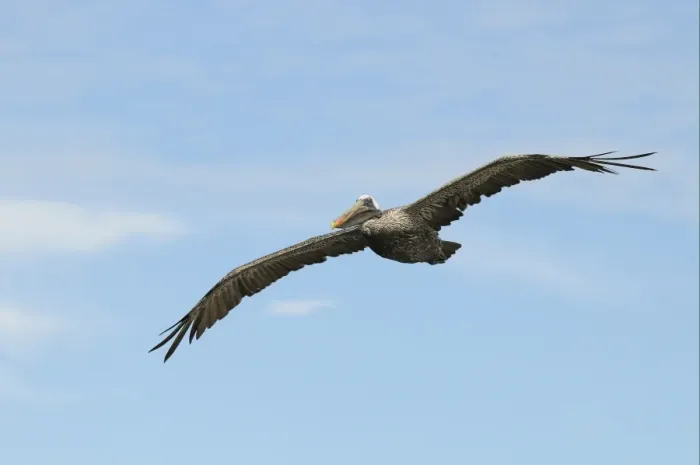 Framed Print : Brown Pelican (Pelecanus occidentalis) adult, in flight, Galapagos Islands Framed Print : Brown Pelican (Pelecanus occidentalis) adult, in flight, Galapagos Islands