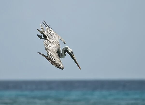 Brown Pelican (Pelecanus occidentalis) adult, chick-feeding plumage, in flight, plunge diving into sea for fish