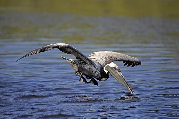 Brown Pelican (Pelecanus occidentalis) adult, breeding plumage, in flight, plunge diving into sea for fish