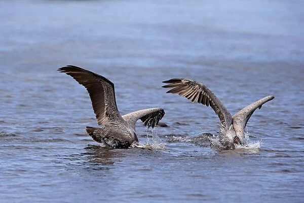 Brown Pelican (Pelecanus occidentalis) two adults, breeding plumage, in flight, plunge diving into sea for fish
