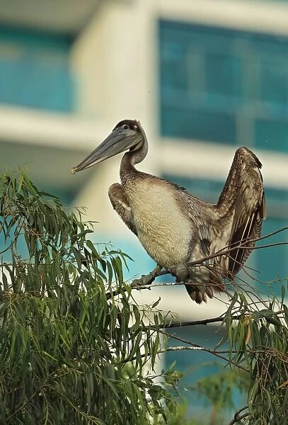 Brown Pelican (Pelecanus occidentalis) immature, roosting on tree in coastal city, Panama City, Panama, November