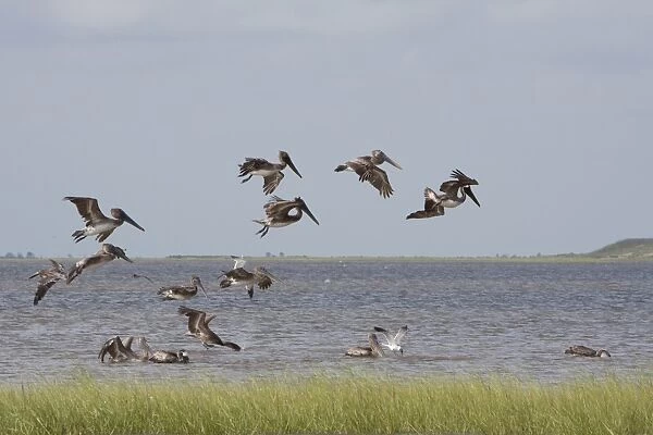 Brown Pelican (Pelecanus occidentalis) juveniles, flock in flight, feeding offshore, Bolivar Flats, Upper Texas Coast