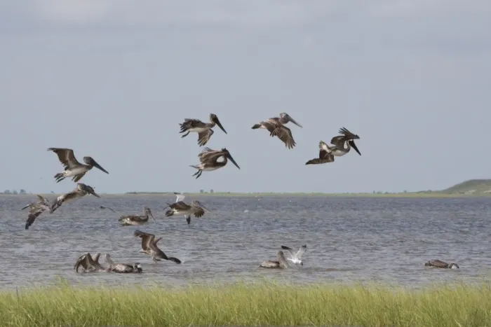 Framed Print : Brown Pelican (Pelecanus occidentalis) juveniles, flock in flight, feeding offshore, Bolivar Flats, Upper Texas Coast Framed Print : Brown Pelican (Pelecanus occidentalis) juveniles, flock in flight, feeding offshore, Bolivar Flats, Upper Texas Coast