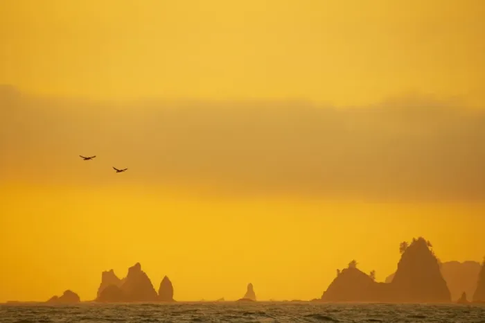 Framed Print : Brown Pelican (Pelecanus occidentalis) two, in flight over sea, with distant sea stacks silhouetted at sunset, Rialto Beach, Olympic N. P. Washington State, U. S. A Framed Print : Brown Pelican (Pelecanus occidentalis) two, in flight over sea, with distant sea stacks silhouetted at sunset, Rialto Beach, Olympic N. P. Washington State, U. S. A
