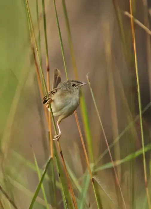 Framed Print : Brown Prinia (Prinia polychroa cooki) adult, perched on grass stem, Prey Veng, Cambodia, January