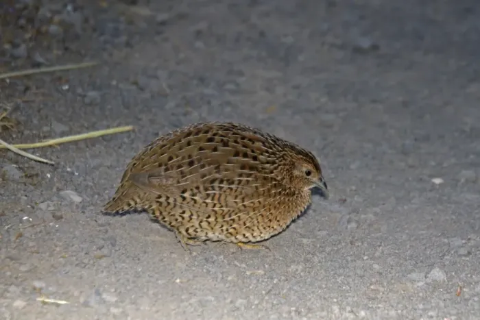 Framed Print : Brown Quail (Coturnix ypsilophora) introduced species, adult, walking on gravel, New Zealand, november Framed Print : Brown Quail (Coturnix ypsilophora) introduced species, adult, walking on gravel, New Zealand, november
